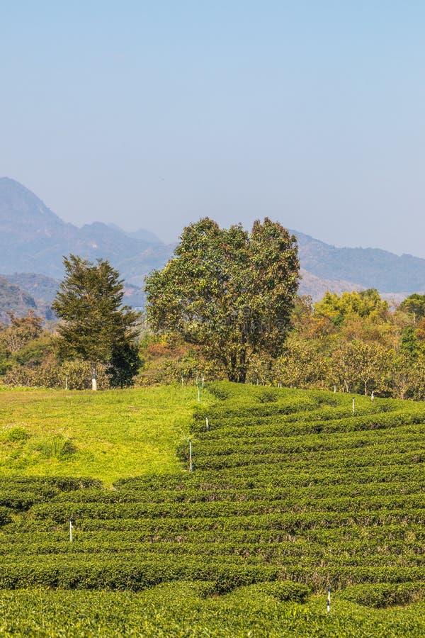 For half a century, Choui Fong Tea has been well-known for the highest quality traditional teas cultivated in its own gardens in Chiang Rai – the agricultural center in the kingdom of Thailand. For half a century, Choui Fong Tea has been well-known for the highest quality traditional teas cultivated in its own gardens in Chiang Rai – the agricultural center in the kingdom of Thailand.