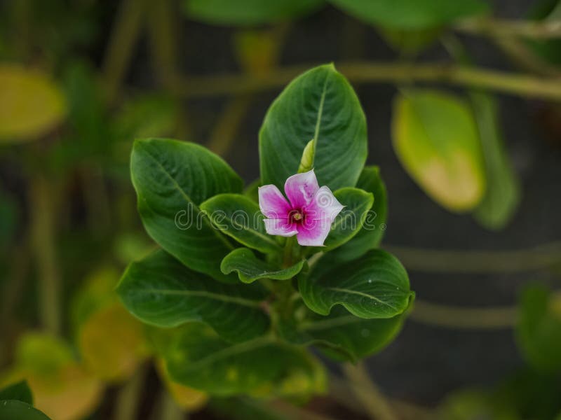 Vackert Madagascar Periwinkle-blomma med suddig bakgrund royaltyfri bild