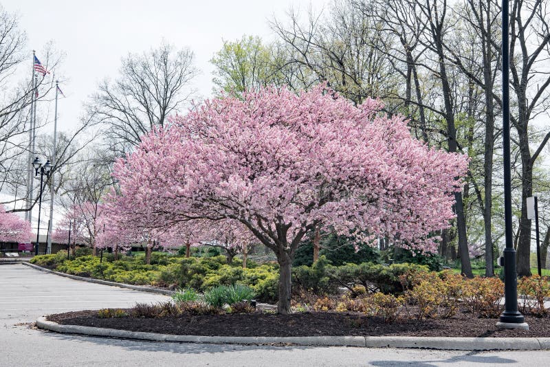Vackert rosa blommande Crab Apple Tree i Park fotografering för bildbyråer