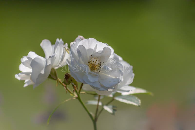Vackra, abstrakta naturliga gröna bågar Bokebakgrunden från rosenbusken på sommaren Ljuscirkelgrön bokek från träd i arkivbild Vackra, abstrakta naturliga gröna bågar Bokebakgrunden från rosenbusken på sommaren Ljuscirkelgrön bokek från träd i arkivbild