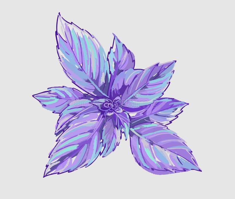 Vackra blad från kryddbassängen. purpurblad. illustration på vit bakgrund. vektor illustrationer