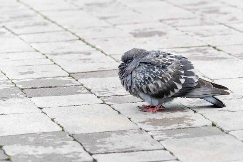 Vackra duvor gömde huvudet i fjädrar Fryst i stadsparken royaltyfria bilder Vackra duvor gömde huvudet i fjädrar Fryst i stadsparken royaltyfria bilder