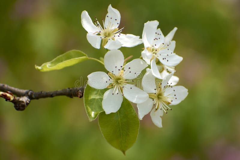 beautiful photos of the garden with pear blossoms. beautiful photos of the garden with pear blossoms