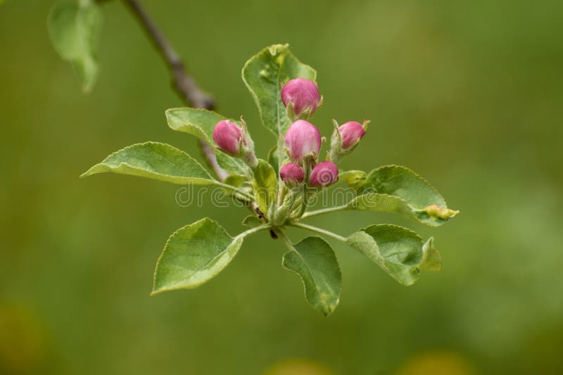 beautiful photos from the garden with apple flowers 26. beautiful photos from the garden with apple flowers 26