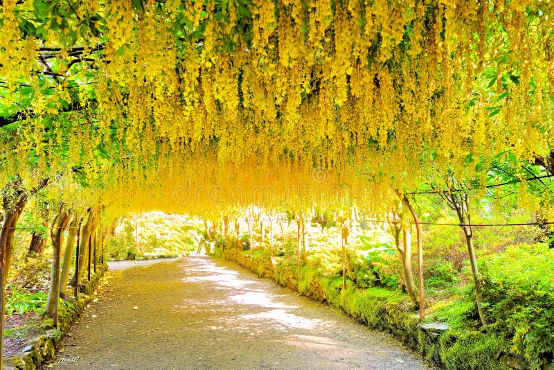 Vackra golden arch canopy of Labour-blommorna under våren royaltyfri bild