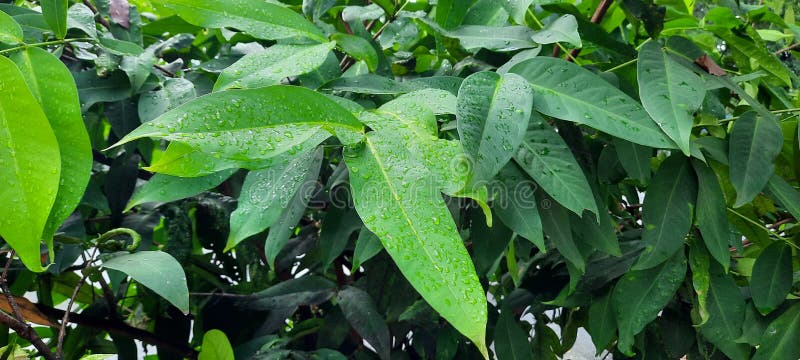 Vackra guava-guava-honungsblad arkivfoton