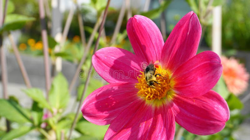 Vackra honungsbin extraherar nektar från dahlia-blomman på en färgstark blombakgrund i morgonsolen royaltyfri fotografi