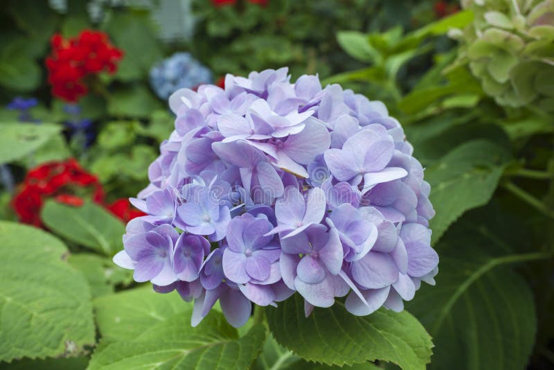 Vackra lila Hydrangea blomma över suddig trädgÃ¥rdsbakgrund, naturkoncept fotografering för bildbyråer Vackra lila Hydrangea blomma över suddig trädgÃ¥rdsbakgrund, naturkoncept fotografering för bildbyråer