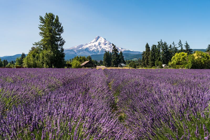 Vackra lila lavender-fält och snötäckt mammutegån i nordväst. royaltyfri bild