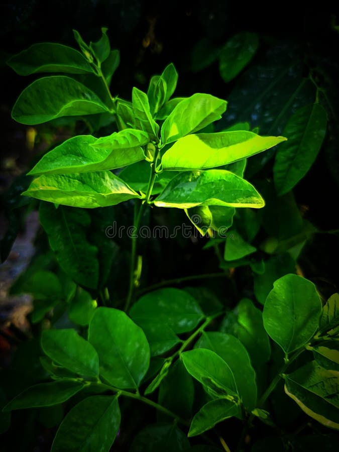 Vackra och estetiska växtfoton i Indonesien royaltyfri fotografi