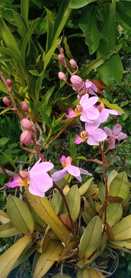 Vackra purpuropsis pulcherrima-blommor arkivfoto