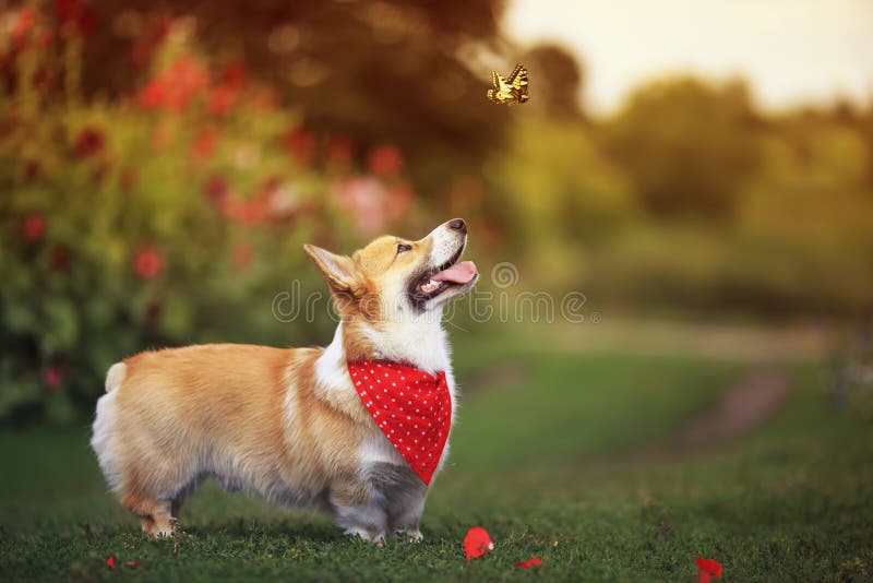 Vackra, roliga hundvalpar Corgi-roliga som går på en grön blomstrande änge och fångar en vacker fjärilsaxa Machaon, som höjer upp royaltyfri fotografi