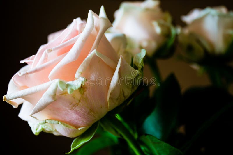 Vackra rosa på mörk bakgrund. ytdjup. En vacker rosa på en mörk bakgrund.