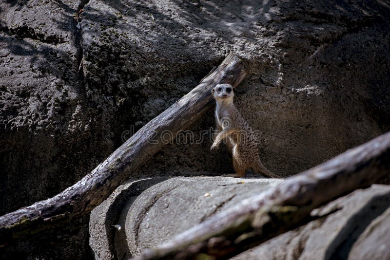Vackra skott av en meerkat som stod på en sten och tittade mot kameran arkivfoto Vackra skott av en meerkat som stod på en sten och tittade mot kameran arkivfoto