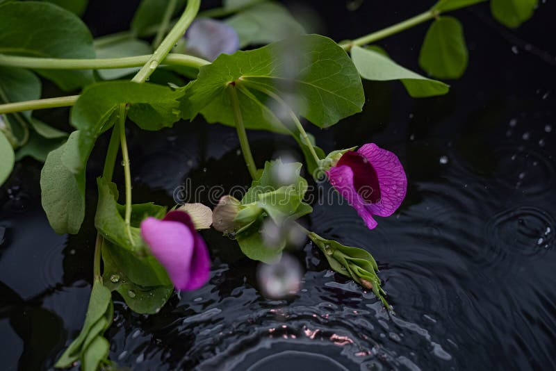 Vackra ärter av purpurrötter med vatten och reflektion mot en svart bakgrund royaltyfri bild Vackra ärter av purpurrötter med vatten och reflektion mot en svart bakgrund royaltyfri bild