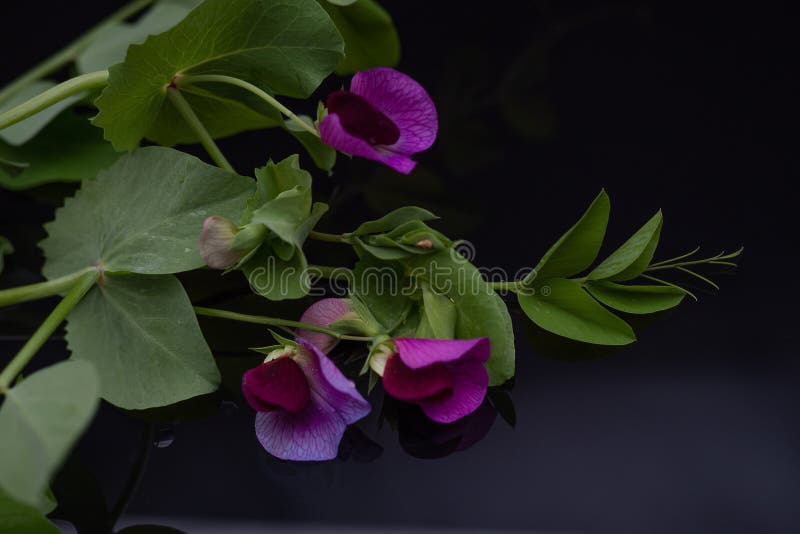 Vackra ärter av purpurrötter med vatten och reflektion mot en svart bakgrund royaltyfri fotografi Vackra ärter av purpurrötter med vatten och reflektion mot en svart bakgrund royaltyfri fotografi