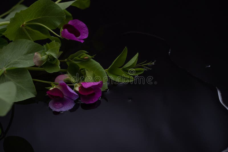 Vackra ärter av purpurrötter med vatten och reflektion mot en svart bakgrund fotografering för bildbyråer Vackra ärter av purpurrötter med vatten och reflektion mot en svart bakgrund fotografering för bildbyråer