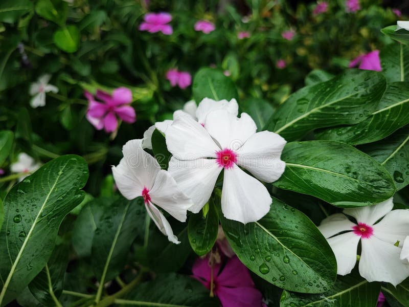 Vackvit Madagaskar Periwinkle-blomma efter hårt regn royaltyfri bild