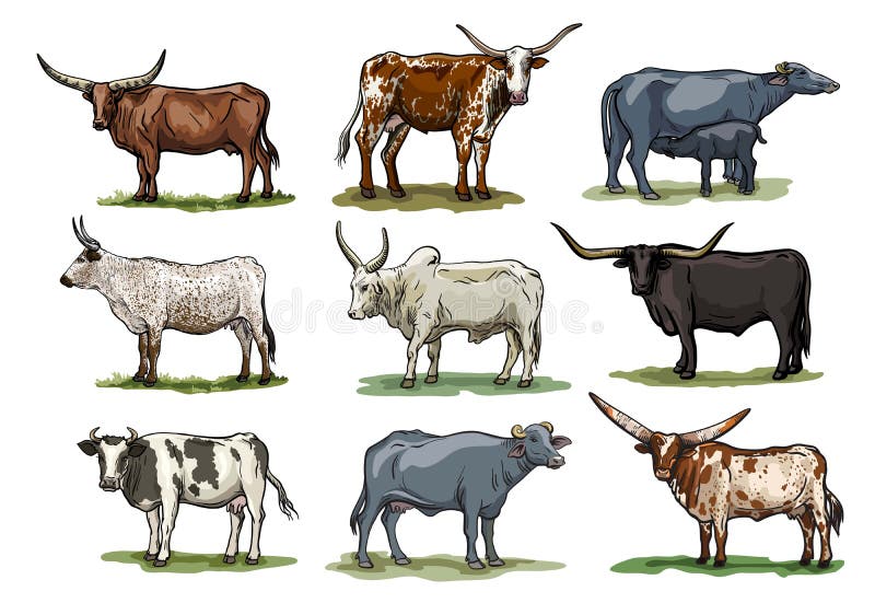 Vacă de reproducție. creșterea animalelor. ilustrații color royalty free illustration