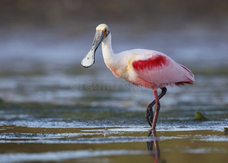 Vadande för Roseate Spoonbill i en grund lagun - Pinellas County, royaltyfri fotografi Vadande för Roseate Spoonbill i en grund lagun - Pinellas County, royaltyfri fotografi