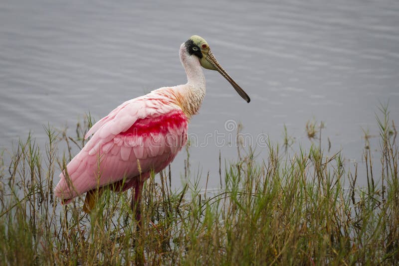 Vadande för Roseate Spoonbill i ett träsk arkivbilder Vadande för Roseate Spoonbill i ett träsk arkivbilder