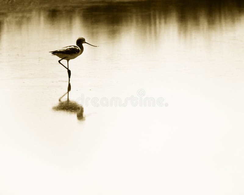 Download Vadande Våtmarker För Avocet Arkivfoto - Bild av shorebirds, fristad: 28178