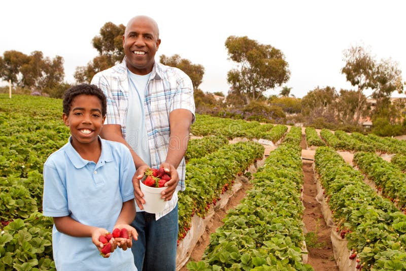 African American Father and son picking strawberries outside. African American Father and son picking strawberries outside.