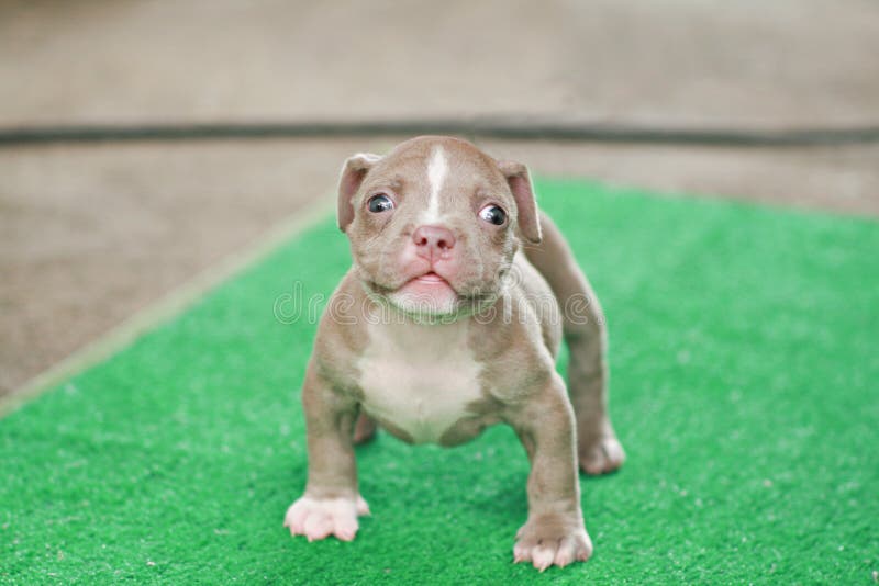 Vage Bruine en witte Amerikaan intimideert puppy 1 maand die zich bevinden stock afbeelding Vage Bruine en witte Amerikaan intimideert puppy 1 maand die zich bevinden stock afbeelding
