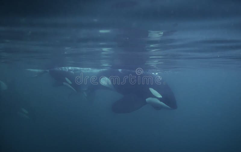 Pod of orcas swimming on the surface, Northern Norway. Pod of orcas swimming on the surface, Northern Norway.