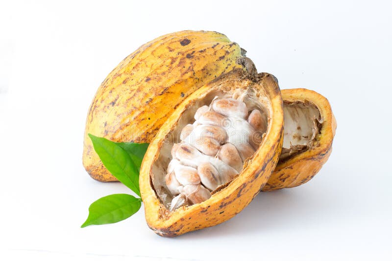 Vagem de cacau sobre fundo branco fotos de stock royalty free