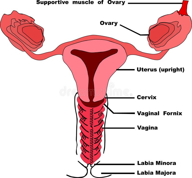 Anatomia Da Vagina 101 - Lunette Portugal