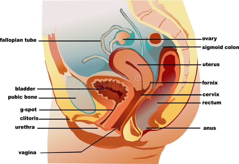 Vagina ilustração stock
