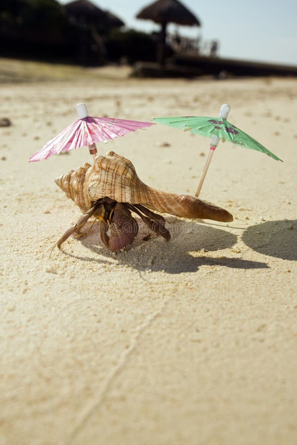 A hermit crab realaxing under the shade of two umbrellas on a warm tropical beach. A hermit crab realaxing under the shade of two umbrellas on a warm tropical beach