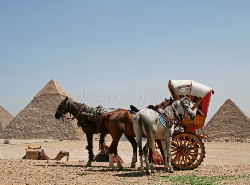 Vagone del cavallo. Cavalli e cammelli alle piramidi, Cairo, Egitto