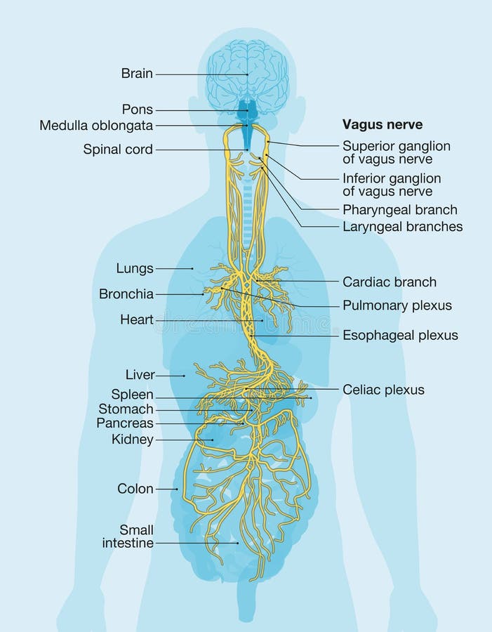0 Cranial nerve Free Stock Photos Biology Diagrams