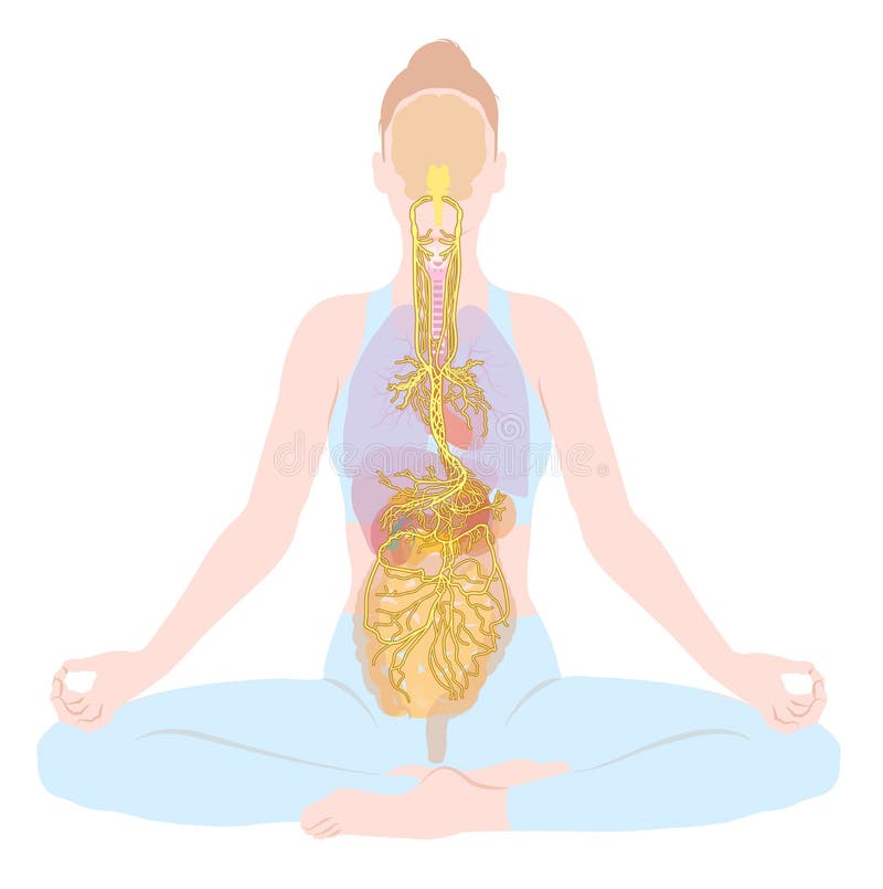 Vagus nerve, parasympathetic, meditation, woman, medically illustration