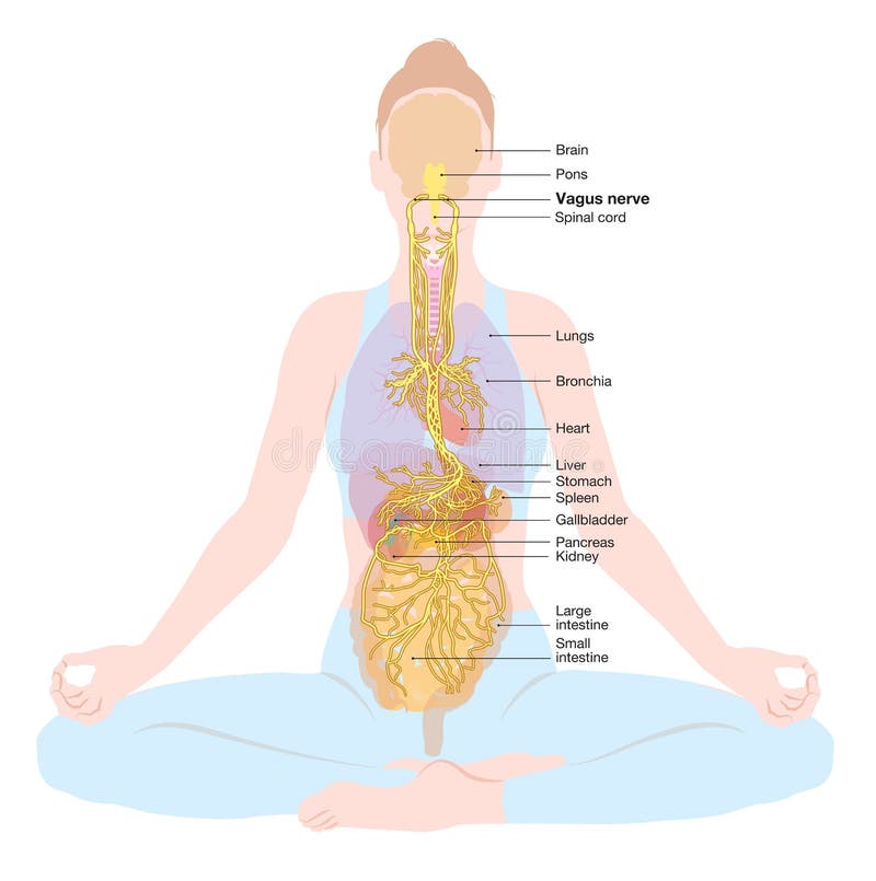 Vagus nerve, parasympathetic, meditation, woman, medically illustration