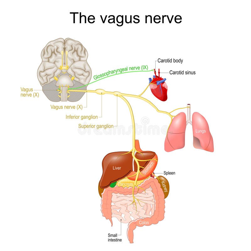 Vagus nerve. parasympathetic nervous system