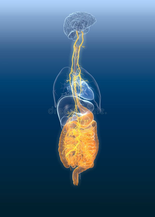 Vagusnerv mit painul Magen und Verdauungssystem, medizinisch Illustration 3D