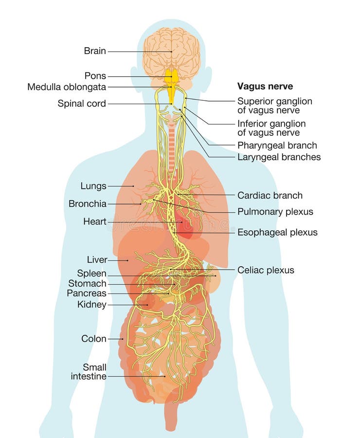 Vagusnerv und menschliche Organe medizinische Illustration