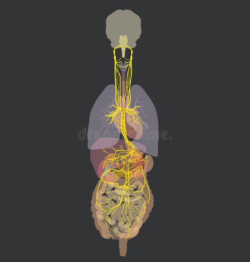 Vagusnerv und menschliche Organe medizinische Illustration