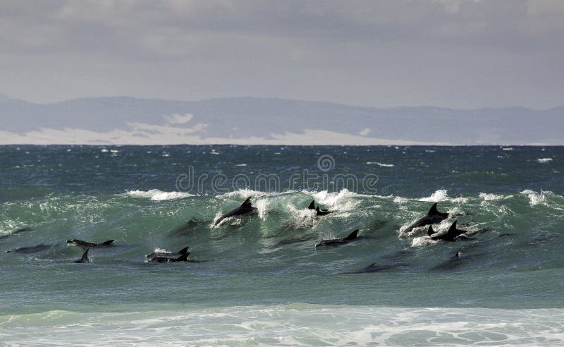 Vaina de los delfínes de bottlenose que practican surf una onda imagen de archivo Vaina de los delfínes de bottlenose que practican surf una onda imagen de archivo