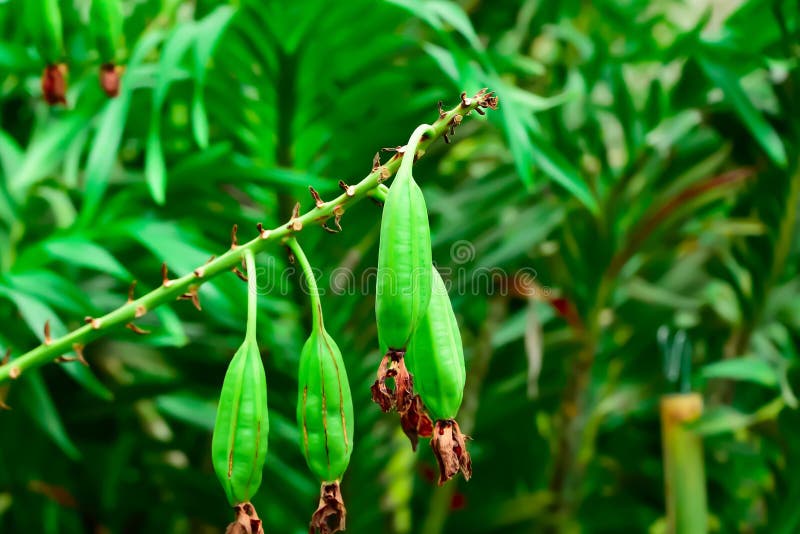 Vainas De Las Orquídeas Que Se Han Sembrado Después De Ser Polinizada  Imagen de archivo - Imagen de ramo, travieso: 131382779