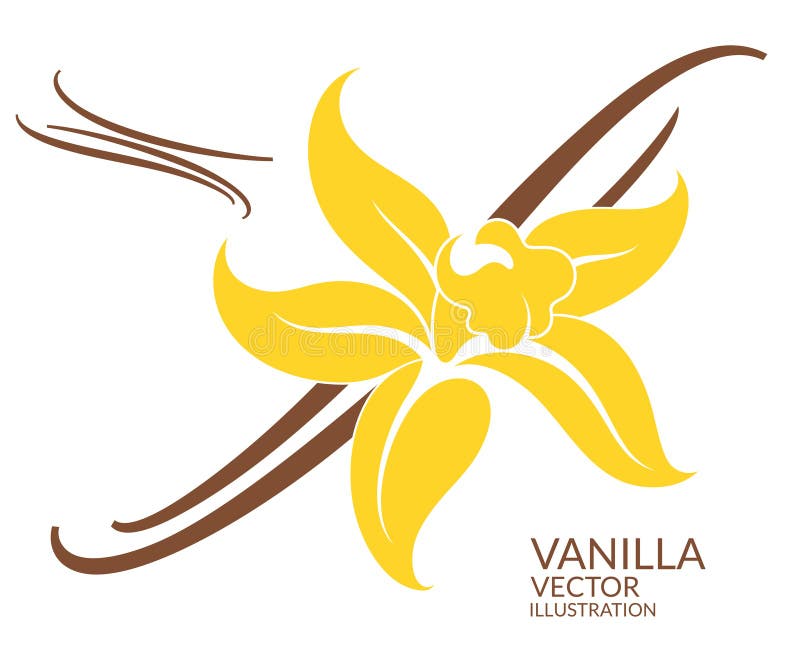 vainilla Flor ilustración del vector vainilla Flor ilustración del vector