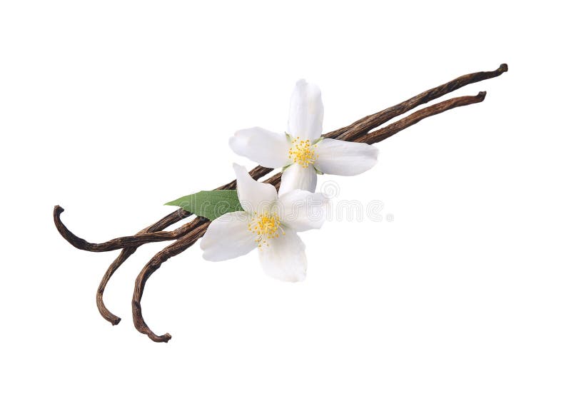 Vainilla stick con flor blanca libre illustration