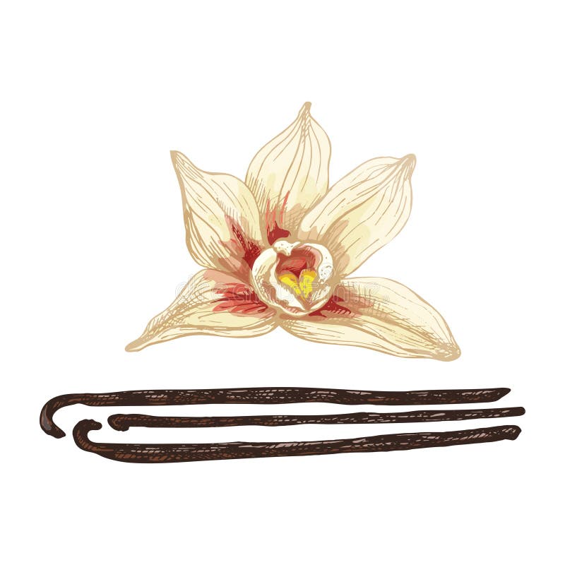 Vainilla y flor. ilustración vintage de color vectorial aislada en blanco stock de ilustración