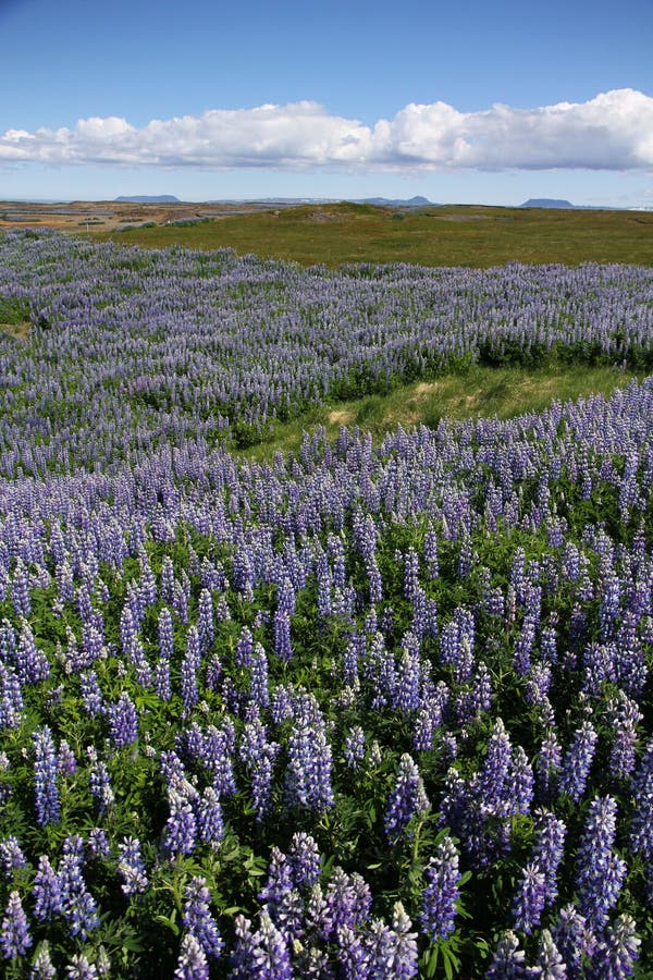 Iceland. Flowers And Field. Warm Tone. Stock Image Image of rural
