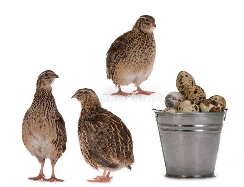 Vaktelägg arkivbilder Vaktelägg arkivbilder