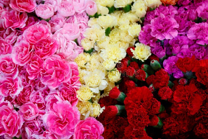 Val av olika färgrika blommor som en bakgrund fotografering för bildbyråer Val av olika färgrika blommor som en bakgrund fotografering för bildbyråer