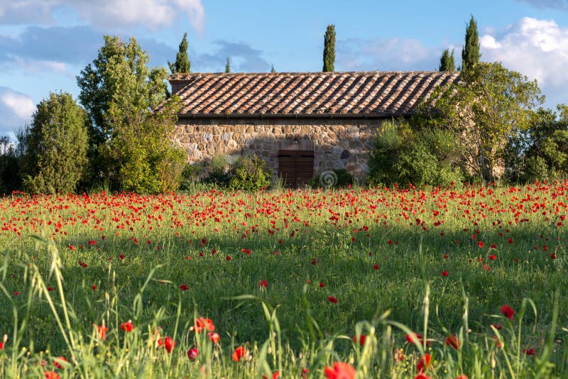 VAL D ORCIA TUSCANY/ITALY - MAY 19 : Poppy field in Tuscany on M